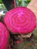 Beetroot ~ Scarletta (Early May)